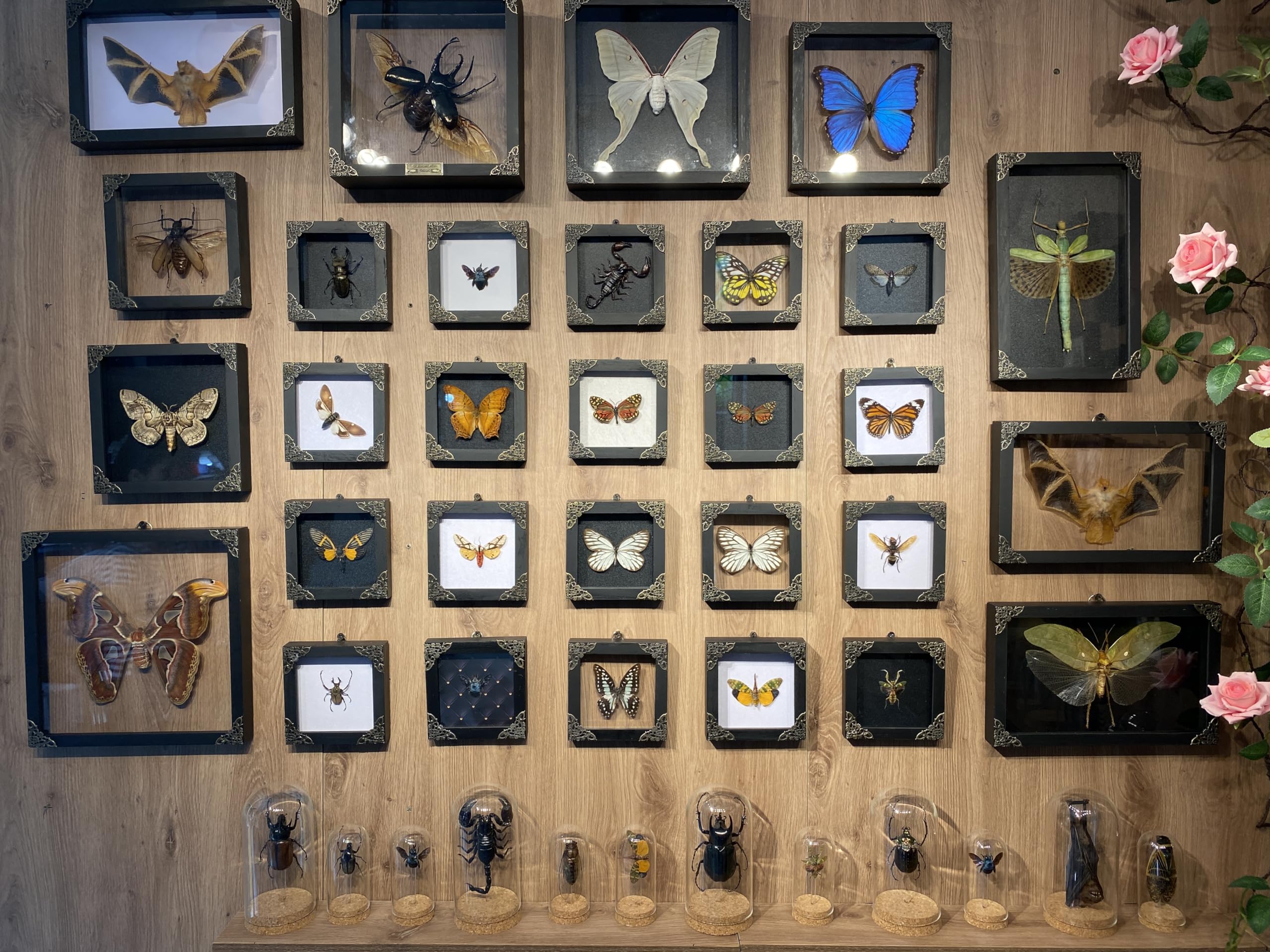 Real Framed Giant Atlas Beetle White Handmade Shadow Box Nametag Dried Bug Unique Insect Entomology Specimen Oddities Taxidermy